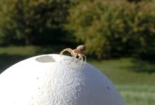 蜘蛛會飛！科學家拍到了蜘蛛起飛瞬間-酷播亮新聞