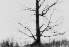 北美洲的神秘「彎曲樹」-酷播亮新聞