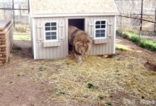 一隻老獅子遭同伴孤立-酷播亮新聞