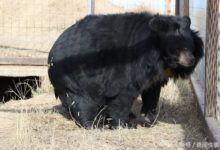 盤點動物界的八個「大胖子」-酷播亮新聞