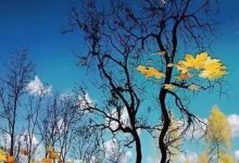 手機攝影「質感提升」的8個技巧-酷播亮新聞