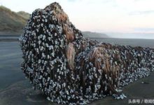 遊客海灘發現外星神秘物種-酷播亮新聞