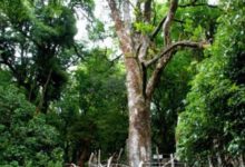 世界上最大的三棵古茶樹，你知道嗎？-酷播亮新聞