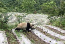 呆萌大熊貓現身汶川鄉村：跑村里圍觀修路 淡定與村民拍照-酷播亮新聞