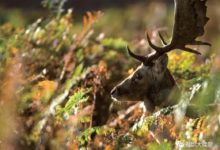 攝影入門教程第四課，正確使用對焦模式和測光模式-酷播亮新聞