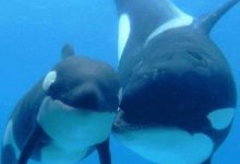 藍鯨的一個肺就重達十噸，一次吸氣15000升，但憋氣冠軍不是它-酷播亮新聞