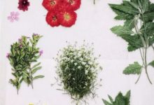 把真花做成可以永久保存的押花，為自己的手機穿上獨一無二的外衣-酷播亮新聞