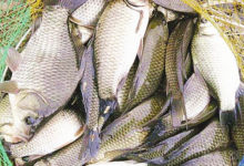 垂釣鯉魚時注意的魚餌技巧-酷播亮新聞