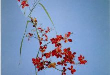 拼貼花道-酷播亮新聞