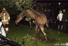 駝鹿吃錯食物醉後還卡樹榦上-酷播亮新聞