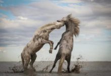 2018TNC全球攝影大賽獲獎作品揭曉！-酷播亮新聞