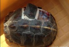 科學家解剖烏龜，內部構造讓人眼前一亮！-酷播亮新聞