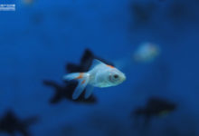 有趣的Axure案例：釣魚游戲的設計-酷播亮新聞