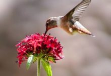 每週攝影作品精選：索尼家（第20180603期）-酷播亮新聞