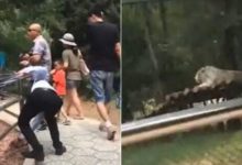 北京大興野生動物園遊客拿石頭猛砸老虎 同行女子：拿大石頭砸-酷播亮新聞