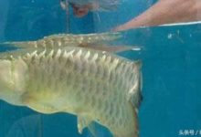 男子買回一條金龍魚，卻意外收穫一窩小金龍魚-酷播亮新聞