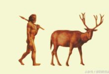 野生麋鹿為何會在國內銷聲匿跡？-酷播亮新聞