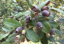 這個野果泛濫的季節，像這3種野果滿山都是，第三種吃了上癮停不下來！-酷播亮新聞