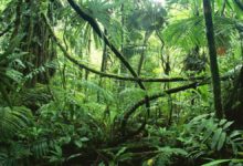 地球之肺之爭，究竟是森林還是海洋？全新的論調不一樣的觀點-酷播亮新聞