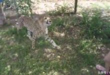 一女學生在南非遭豹子撲襲驚險瞬間-酷播亮新聞