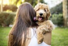 科學家分析了160多種狗的DNA揭示這些DNA有助於人類預防疾病-酷播亮新聞