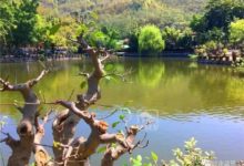 盆景修剪，修什麼？剪什麼？-酷播亮新聞