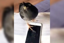 我是一隻小小鳥，我會飛還會唱！-酷播亮新聞