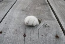 那一隻小小的爪子-酷播亮新聞