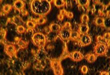 生命力在極端環境中也是驚人的，NASA在火星發現類似生命物體-酷播亮新聞