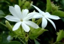 一日一花一詩：素馨花-酷播亮新聞