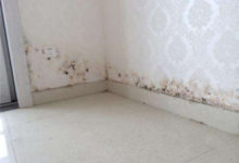 牆壁發霉怎麼處理 如何預防牆面受潮發霉-酷播亮新聞