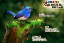 3張圖教你分辨「真偽生態攝影作品」-酷播亮新聞