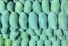 廣西芒果王，這個季節最好吃的水果-酷播亮新聞