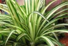 怎樣才可以讓綠蘿長得矮粗，掌握這四點輕鬆解決！-酷播亮新聞