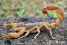 這些液體劇毒無比卻很珍貴，科學家一直在研究，一滴能買7萬元！-酷播亮新聞