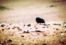 火星現黑色不明「怪獸」猶如獅子，看清後無法讓人平靜-酷播亮新聞