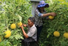 農民吊種黃金​西瓜​，畝產高達4000斤，農民說出了5條技術要點-酷播亮新聞