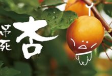 有一種「剛烈」的杏，你不趕快吃它，就會弔死在樹上……-酷播亮新聞