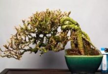 金雀的南、北雀之區別辨識探討-酷播亮新聞