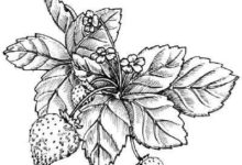 一步一步學畫草莓-酷播亮新聞