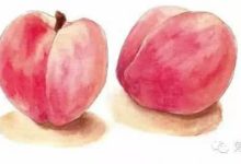 一步一步學畫桃子-酷播亮新聞