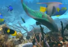 世界最昂貴的魚，一條價值近347萬，療效不輸人蔘！-酷播亮新聞