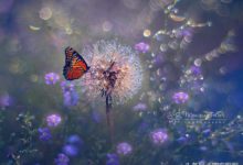 四方框框｜Monique Felber～蝴蝶與花美麗的宏觀（微距）照片圖集-酷播亮新聞