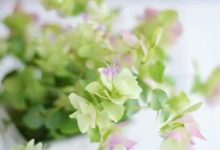 8月6日—8月12日生肖運勢詳解-酷播亮新聞