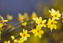 別再看星座了，看看你是哪種花吧！-酷播亮新聞