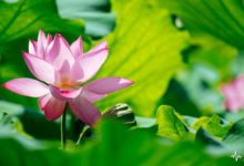 攝影基本技 | 出淤泥而不染的荷花原來還可以這樣拍-酷播亮新聞