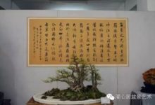 同創嶺南風 盆壇增光彩—嶺南盆景歷年部分獲獎佳作-酷播亮新聞