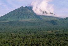 世界最貴「動物園」，看一次大猩猩要花一萬塊，還只能看一個小時-酷播亮新聞