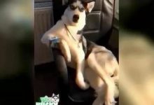 這是要把哈士奇梳成地中海嗎？二哈：我要賭神的髮型-酷播亮新聞