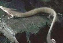 抗日戰爭時期一張謎一樣的老照片，龍的屍體真的出現過嗎？-酷播亮新聞